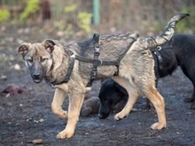 RIONA, Hund, Deutscher Schäferhund-Mix in Rumänien - Bild 12