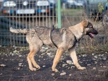 RIONA, Hund, Deutscher Schäferhund-Mix in Rumänien - Bild 13