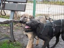 RIONA, Hund, Deutscher Schäferhund-Mix in Rumänien - Bild 7