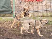 RIONA, Hund, Deutscher Schäferhund-Mix in Rumänien - Bild 9