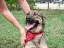 RIONA, Hund, Deutscher Schäferhund-Mix in Emmendingen - Bild 2