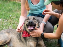 RIONA, Hund, Deutscher Schäferhund-Mix in Emmendingen - Bild 3