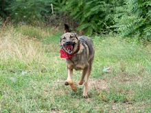 RIONA, Hund, Deutscher Schäferhund-Mix in Emmendingen - Bild 4