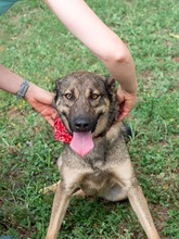 RIONA, Hund, Deutscher Schäferhund-Mix in Emmendingen - Bild 6