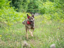 RIONA, Hund, Deutscher Schäferhund-Mix in Emmendingen - Bild 7