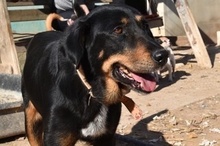 PAULINA, Hund, Mischlingshund in Spanien - Bild 1