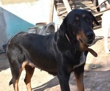 PAULINA, Hund, Mischlingshund in Spanien - Bild 2