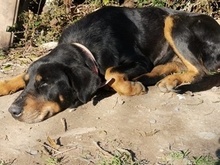 PAULINA, Hund, Mischlingshund in Spanien - Bild 4
