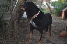 PAULINA, Hund, Mischlingshund in Spanien - Bild 5