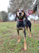 DOLCE, Hund, Mischlingshund in Griechenland - Bild 1