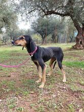 DOLCE, Hund, Mischlingshund in Griechenland - Bild 2