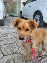 RIA, Hund, Mischlingshund in Griechenland - Bild 1