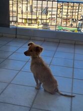 RIA, Hund, Mischlingshund in Griechenland - Bild 2