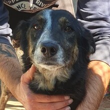 PATATINA, Hund, Mischlingshund in Italien