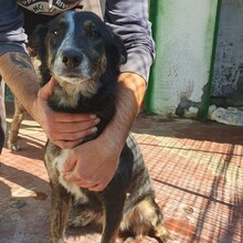 PATATINA, Hund, Mischlingshund in Italien - Bild 2