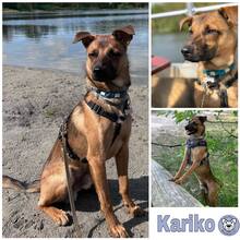 KARIKO, Hund, Mischlingshund in Berlin
