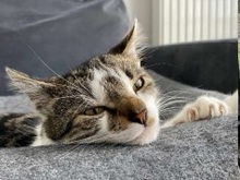ANUSCHKA, Katze, Hauskatze in Kelsterbach - Bild 1