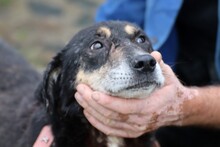 SKADI, Hund, Mischlingshund in Rumänien - Bild 1