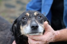 SKADI, Hund, Mischlingshund in Rumänien - Bild 2