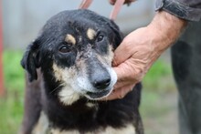 SKADI, Hund, Mischlingshund in Rumänien - Bild 3