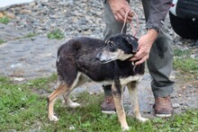 SKADI, Hund, Mischlingshund in Rumänien - Bild 4