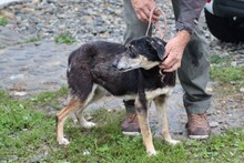SKADI, Hund, Mischlingshund in Rumänien - Bild 5