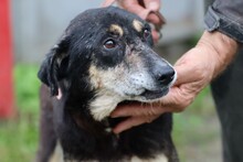 SKADI, Hund, Mischlingshund in Rumänien - Bild 6