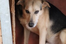 FION, Hund, Labrador-Deutscher Schäferhund-Mix in Rumänien - Bild 1