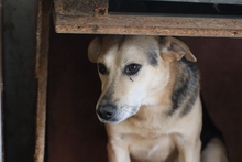 FION, Hund, Labrador-Deutscher Schäferhund-Mix in Rumänien - Bild 2