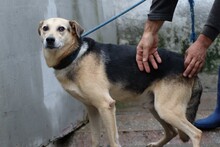 FION, Hund, Labrador-Deutscher Schäferhund-Mix in Rumänien - Bild 3