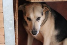 FION, Hund, Labrador-Deutscher Schäferhund-Mix in Rumänien - Bild 4