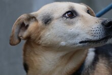 FION, Hund, Labrador-Deutscher Schäferhund-Mix in Rumänien - Bild 5