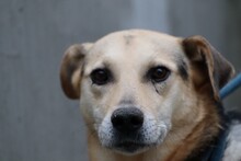 FION, Hund, Labrador-Deutscher Schäferhund-Mix in Rumänien - Bild 6