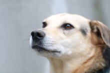 FION, Hund, Labrador-Deutscher Schäferhund-Mix in Rumänien - Bild 7