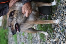 BELLA, Hund, Mischlingshund in Rumänien - Bild 5