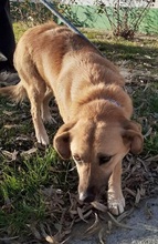 KARA, Hund, Mischlingshund in Nordmazedonien - Bild 2