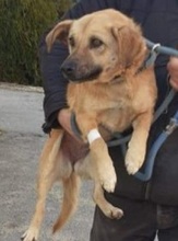 KARA, Hund, Mischlingshund in Nordmazedonien - Bild 3