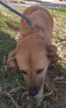 KARA, Hund, Mischlingshund in Nordmazedonien - Bild 5