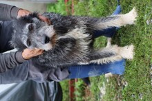 SEMMI, Hund, Schnauzer-Hütehund-Mix in Lohra-Reimershausen - Bild 4