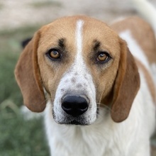 TONIO, Hund, Mischlingshund in Griechenland - Bild 1
