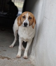 TONIO, Hund, Mischlingshund in Griechenland - Bild 10