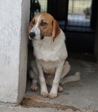 TONIO, Hund, Mischlingshund in Griechenland - Bild 11