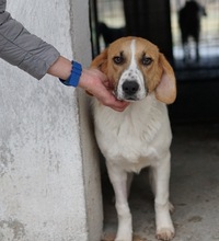 TONIO, Hund, Mischlingshund in Griechenland - Bild 12