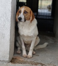 TONIO, Hund, Mischlingshund in Griechenland - Bild 13