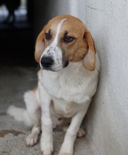 TONIO, Hund, Mischlingshund in Griechenland - Bild 15