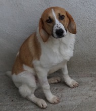 TONIO, Hund, Mischlingshund in Griechenland - Bild 16