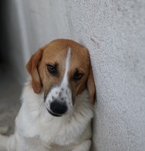 TONIO, Hund, Mischlingshund in Griechenland - Bild 17