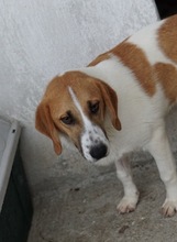 TONIO, Hund, Mischlingshund in Griechenland - Bild 18