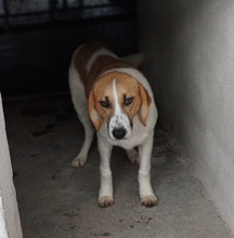 TONIO, Hund, Mischlingshund in Griechenland - Bild 19