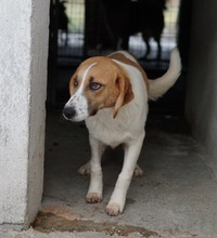 TONIO, Hund, Mischlingshund in Griechenland - Bild 20
